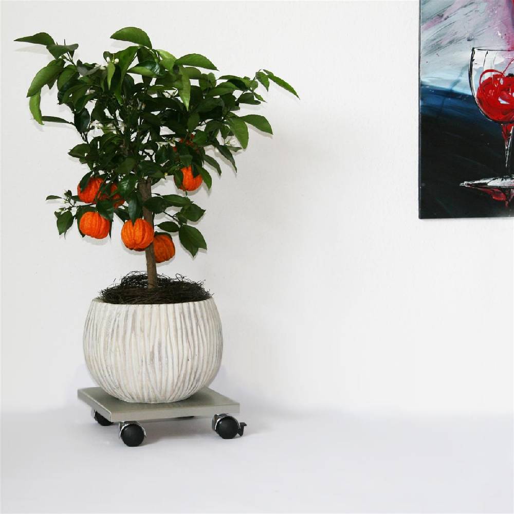 Szagato Rollbrett Pflanzenroller 30x30cm Edelstahl 120kg Chromrollen + Bremse SZAGATO Made in Germany Blumenuntersetzer Möbelroller Outdoor Blumenroller