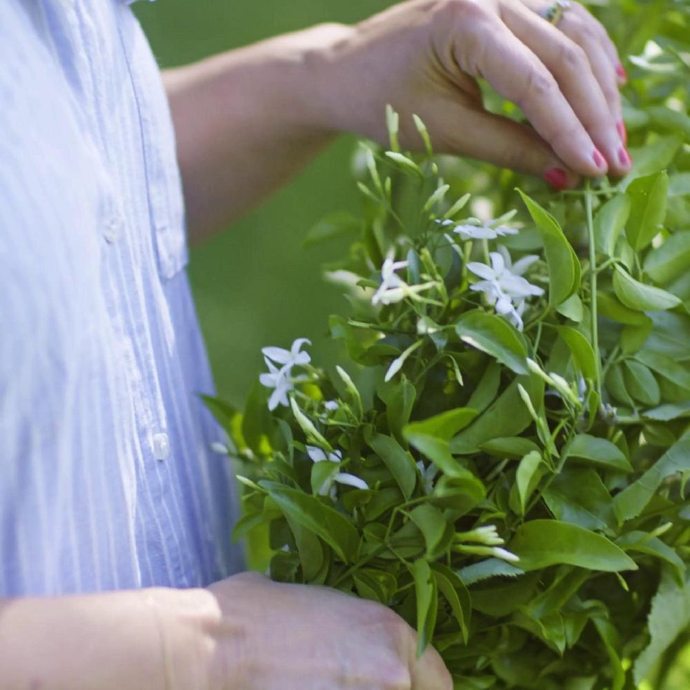 IKEA LUGNARE Duftkerze im Keramikglas Jasmin/rosa 25 Std Riesige Ersparnisse