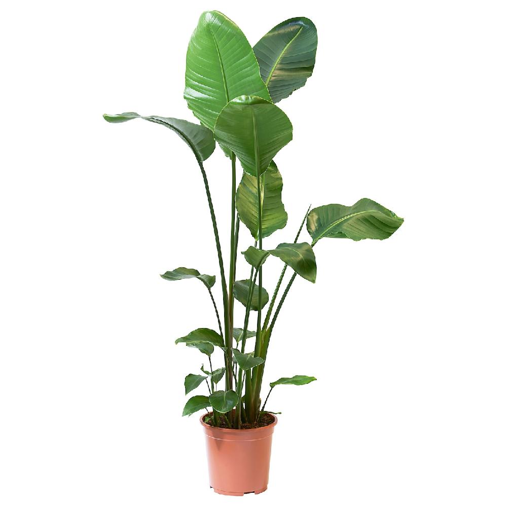 IKEA STRELITZIA Pflanze Strelitzie 27 cm Sonderangebot der Fabrik