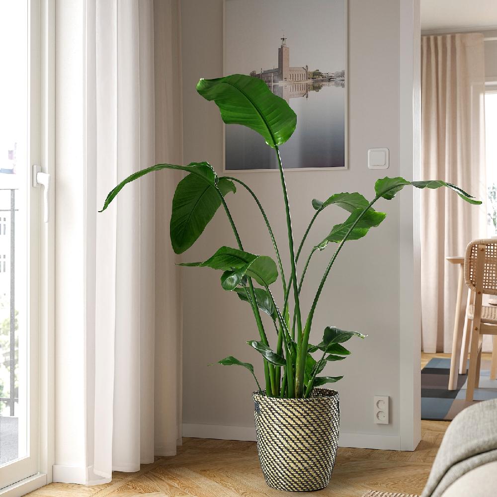 IKEA STRELITZIA Pflanze Strelitzie 27 cm Sonderangebot der Fabrik