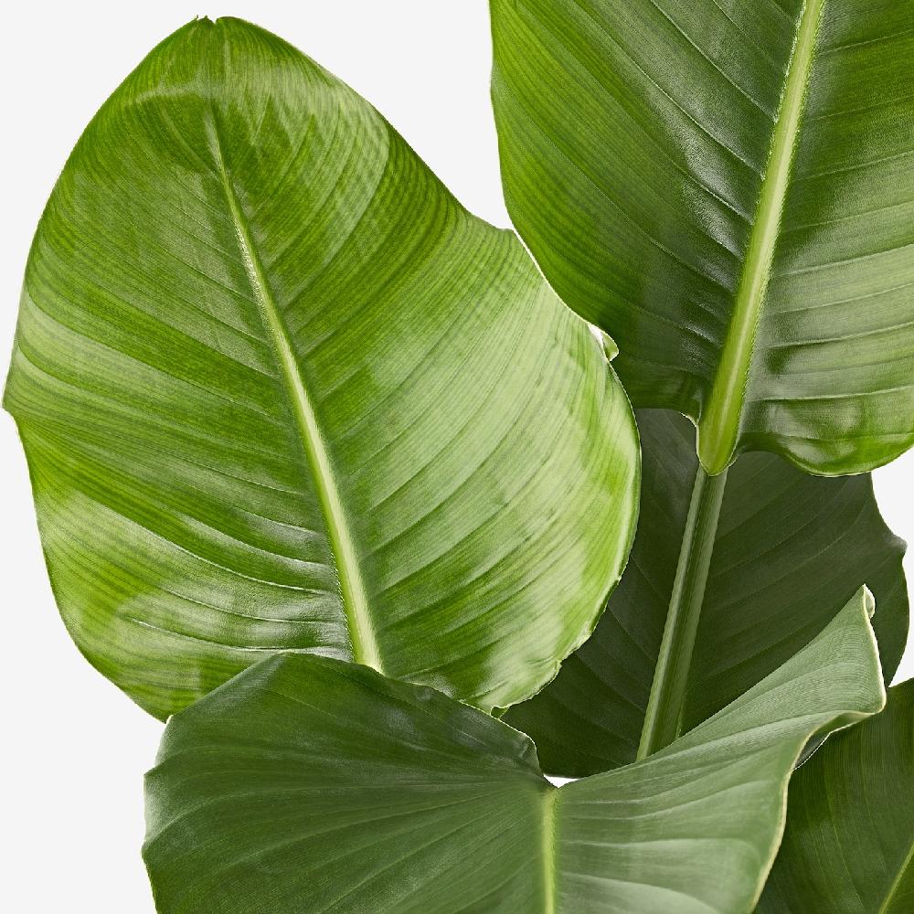 IKEA STRELITZIA Pflanze Strelitzie 27 cm Sonderangebot der Fabrik