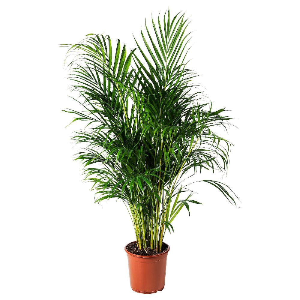 IKEA DYPSIS LUTESCENS Pflanze Goldfruchtpalme 24 cm Vierteljährliche Förderung