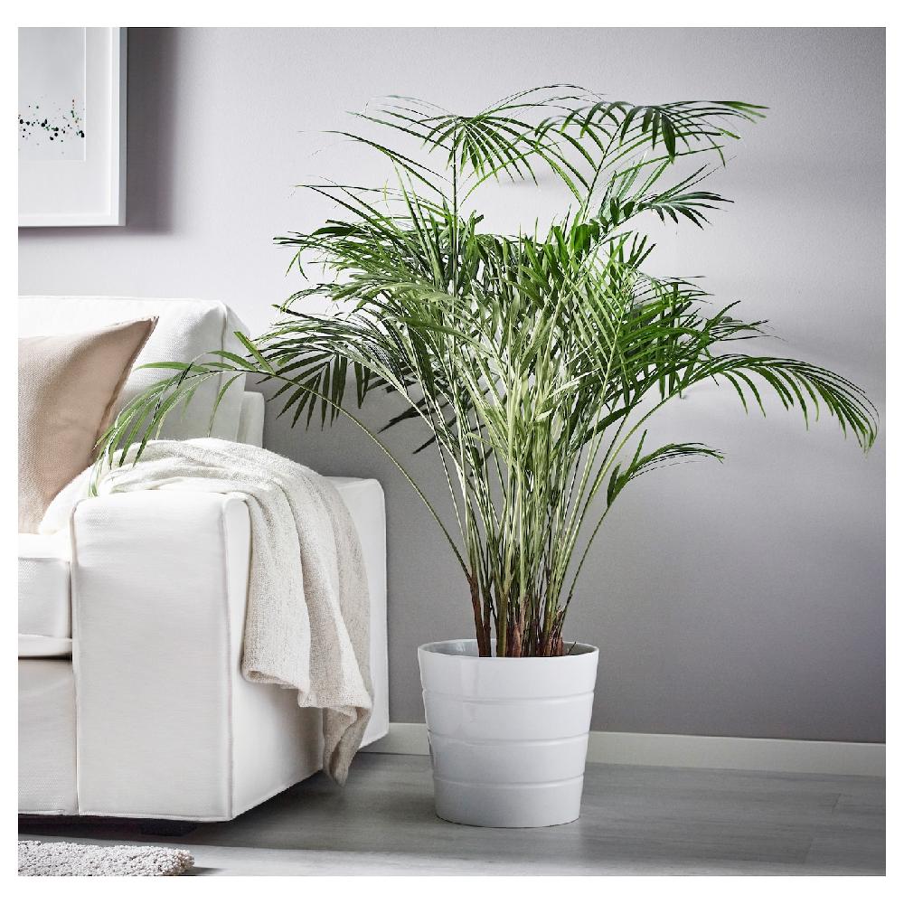IKEA DYPSIS LUTESCENS Pflanze Goldfruchtpalme 24 cm Vierteljährliche Förderung