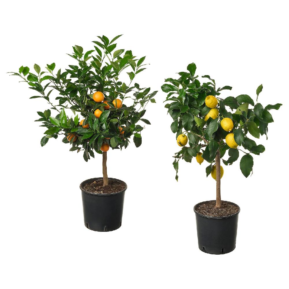 IKEA CITRUS Topfpflanze versch. Arten 19 cm