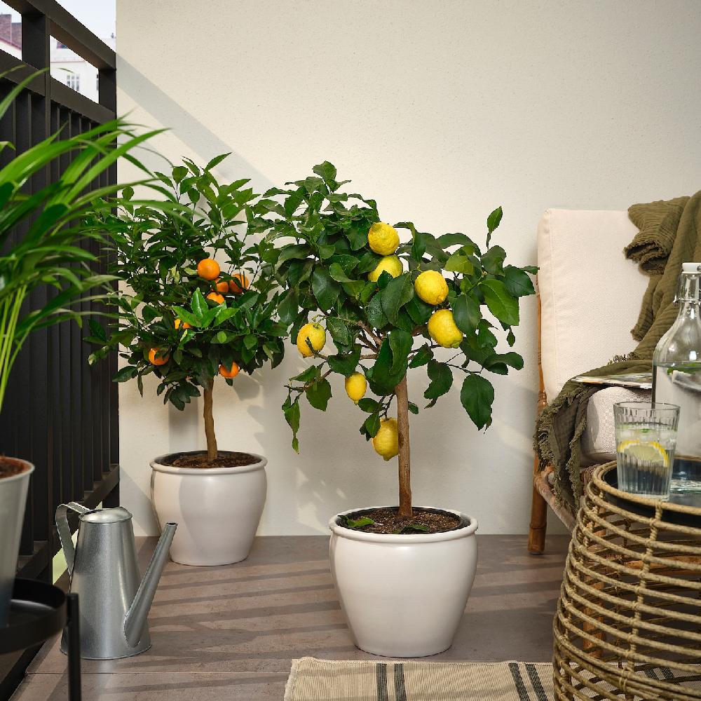 IKEA CITRUS Topfpflanze versch. Arten 19 cm Discount Store für neue Produkte