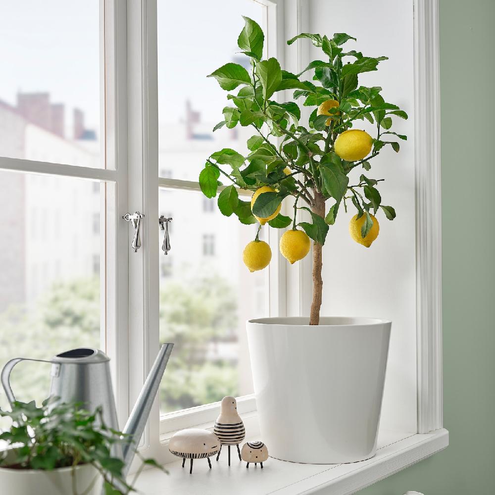IKEA CITRUS Topfpflanze versch. Arten 19 cm Discount Store für neue Produkte