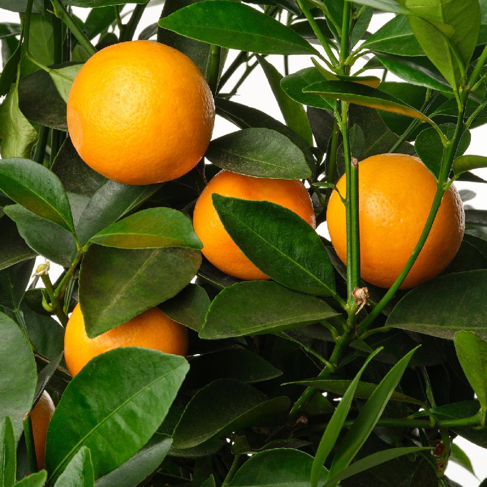 IKEA CITRUS Topfpflanze versch. Arten 19 cm Discount Store für neue Produkte