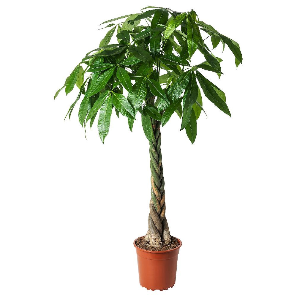 IKEA PACHIRA AQUATICA Pflanze Glückskastanie 27 cm