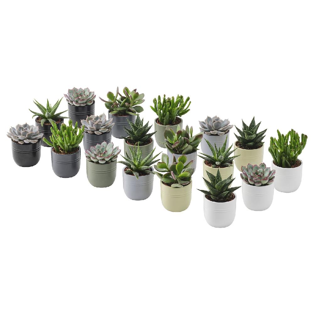 IKEA SUCCULENT Pflanze mit Übertopf Sukkulente versch. Farben 6 cm