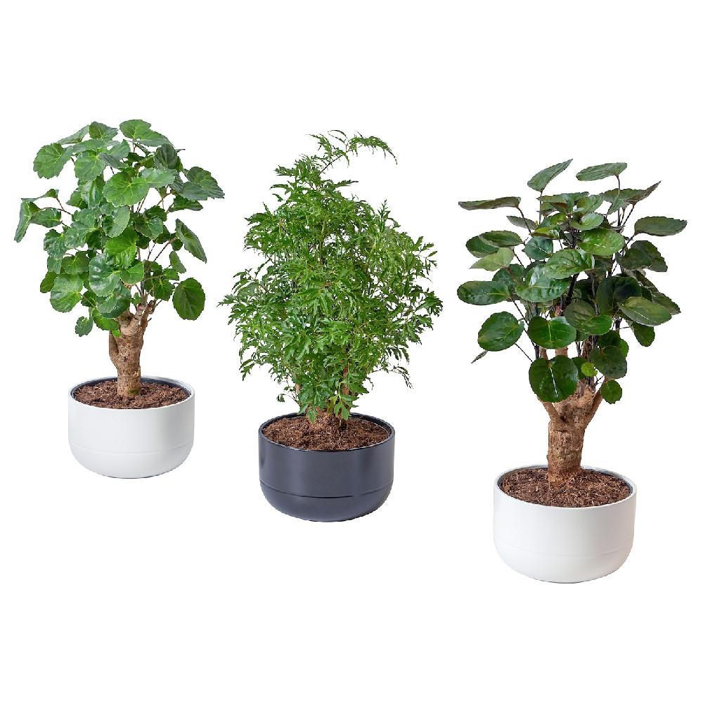 IKEA POLYSCIAS Pflanze mit Übertopf Bonsai/versch. Farben 14 cm