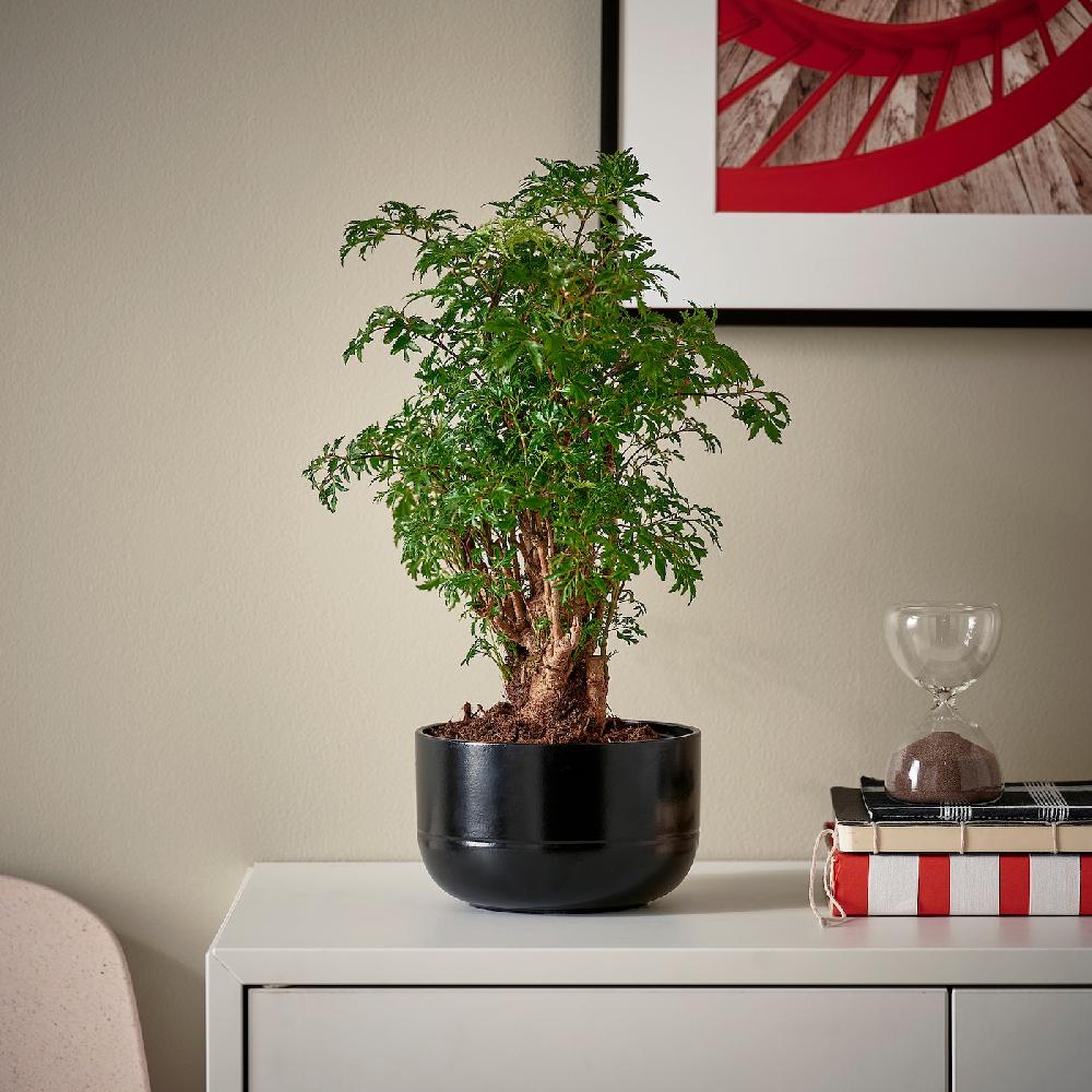IKEA POLYSCIAS Pflanze mit Übertopf Bonsai/versch. Farben 14 cm Riesige Rabatte
