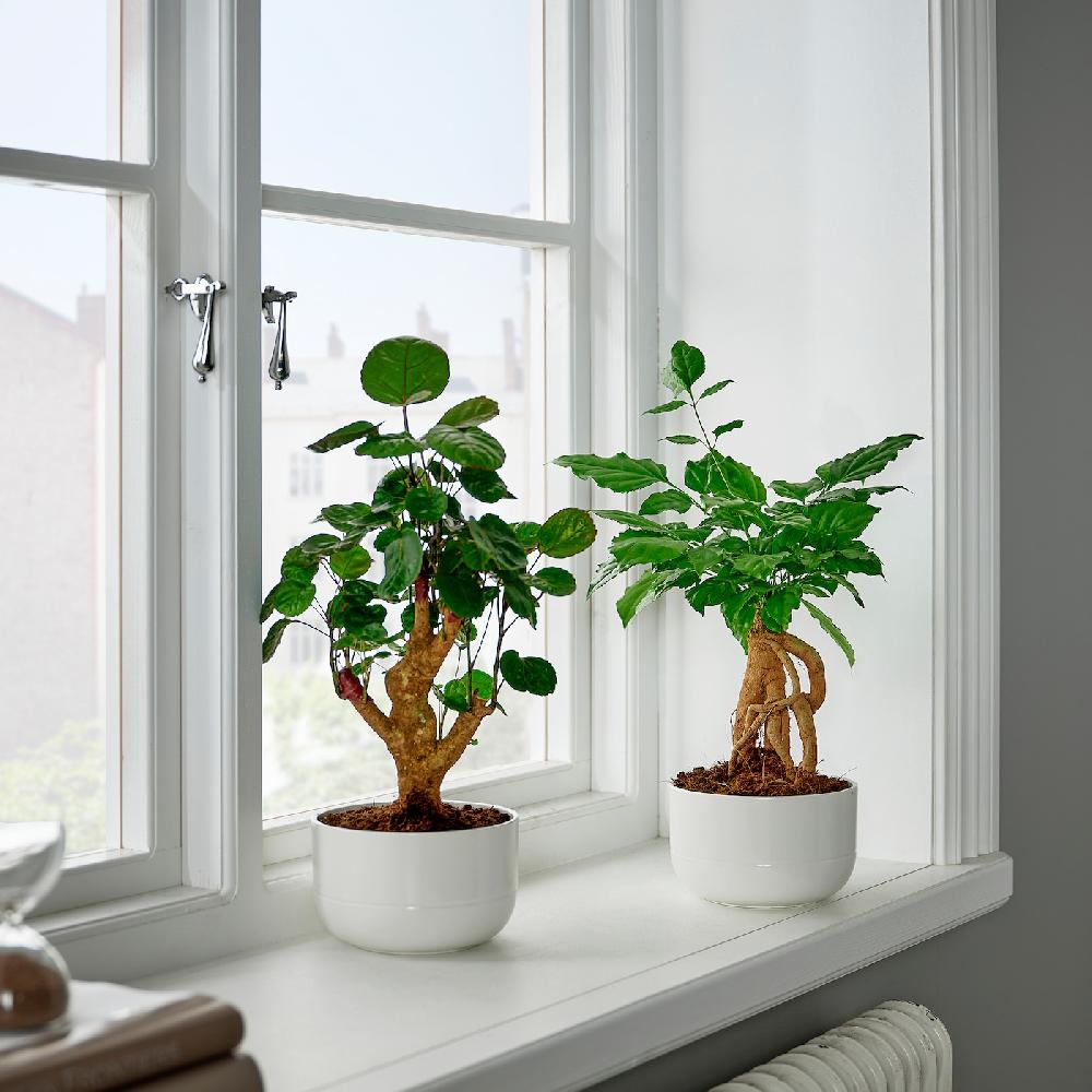 IKEA POLYSCIAS Pflanze mit Übertopf Bonsai/versch. Farben 14 cm Riesige Rabatte