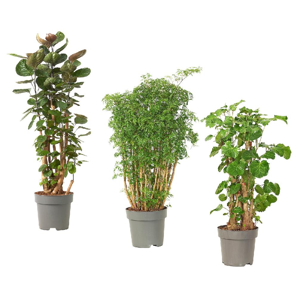 IKEA POLYSCIAS Pflanze Fiederaralie/versch. Arten 24 cm