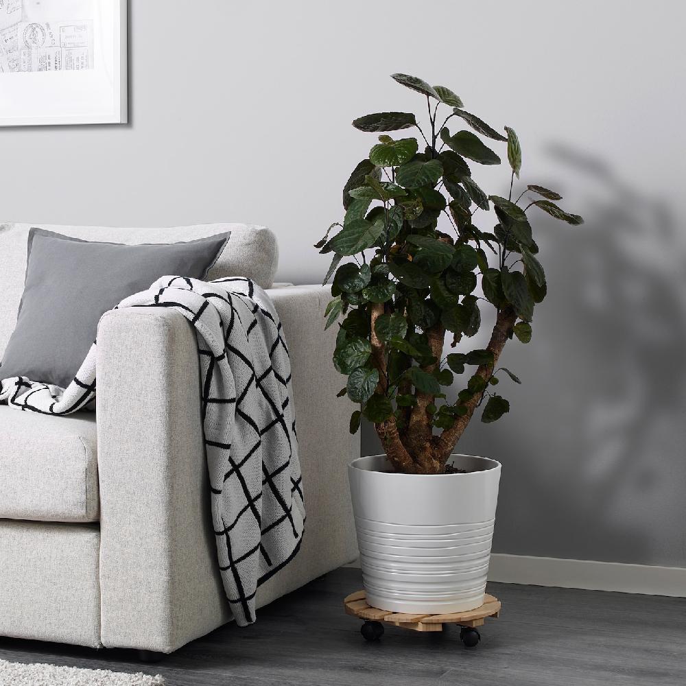 IKEA POLYSCIAS Pflanze Fiederaralie/versch. Arten 24 cm Clearance-Verkauf