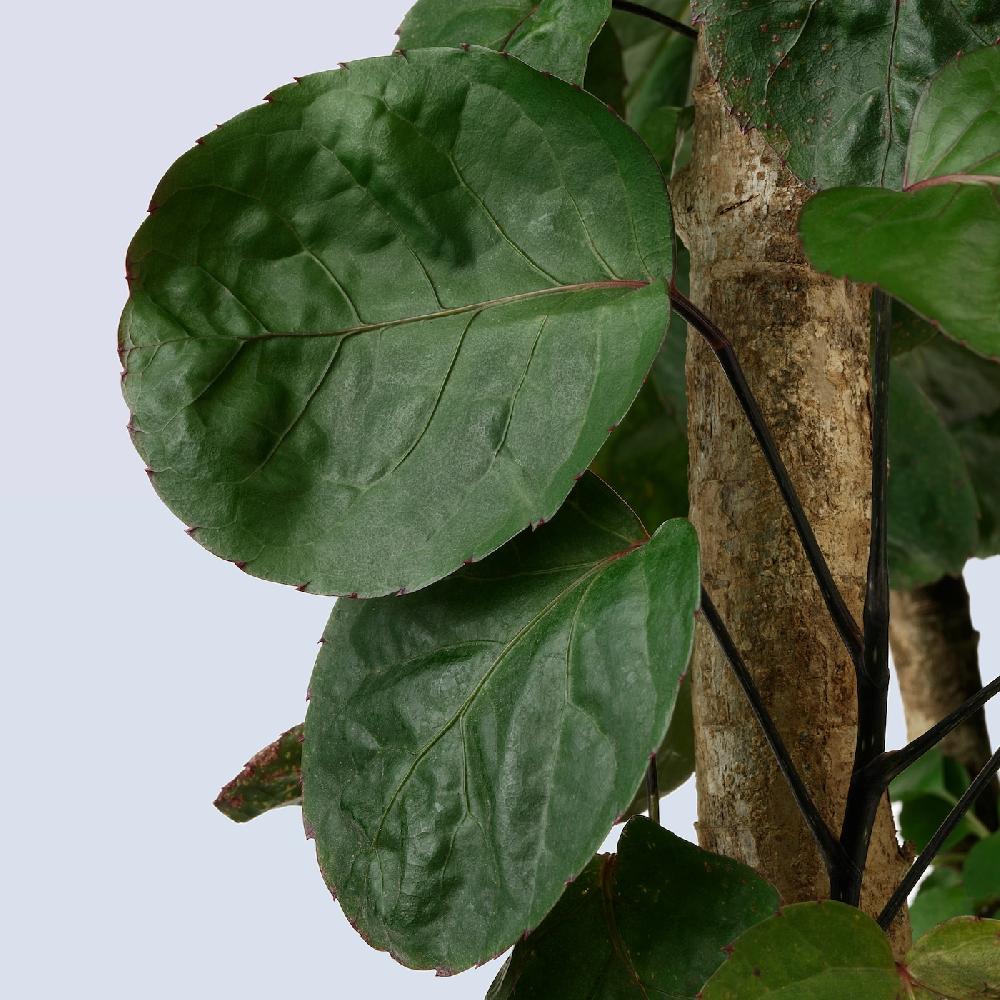 IKEA POLYSCIAS Pflanze Fiederaralie/versch. Arten 24 cm Clearance-Verkauf