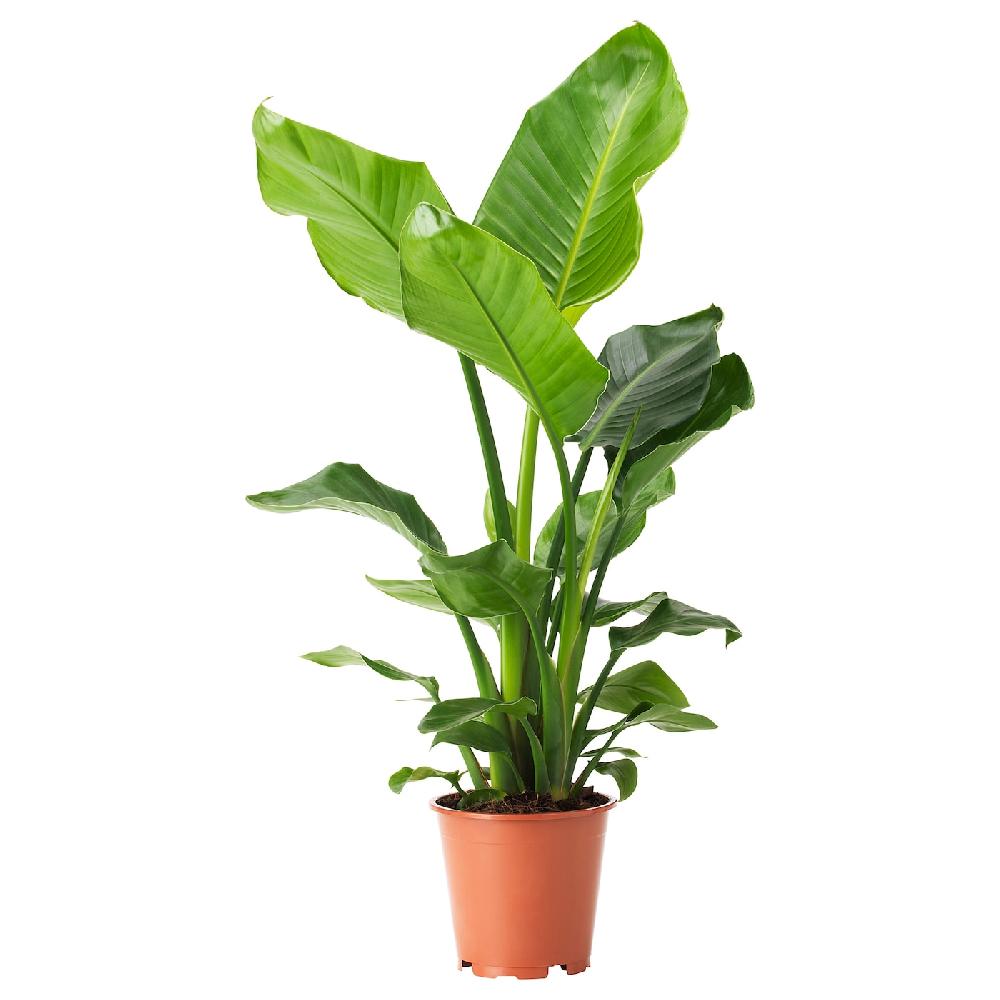 IKEA STRELITZIA Pflanze Strelitzie 19 cm