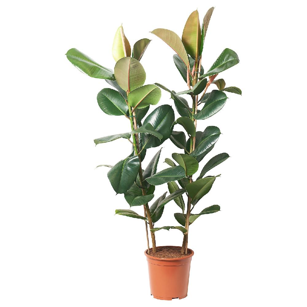 IKEA FICUS ELASTICA ROBUSTA Pflanze Gummibaum 27 cm