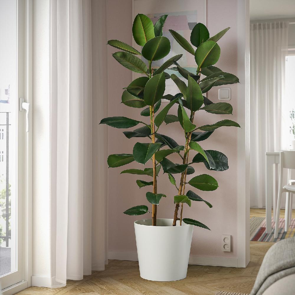 IKEA FICUS ELASTICA ROBUSTA Pflanze Gummibaum 27 cm Begrenzt auf 3 Tage