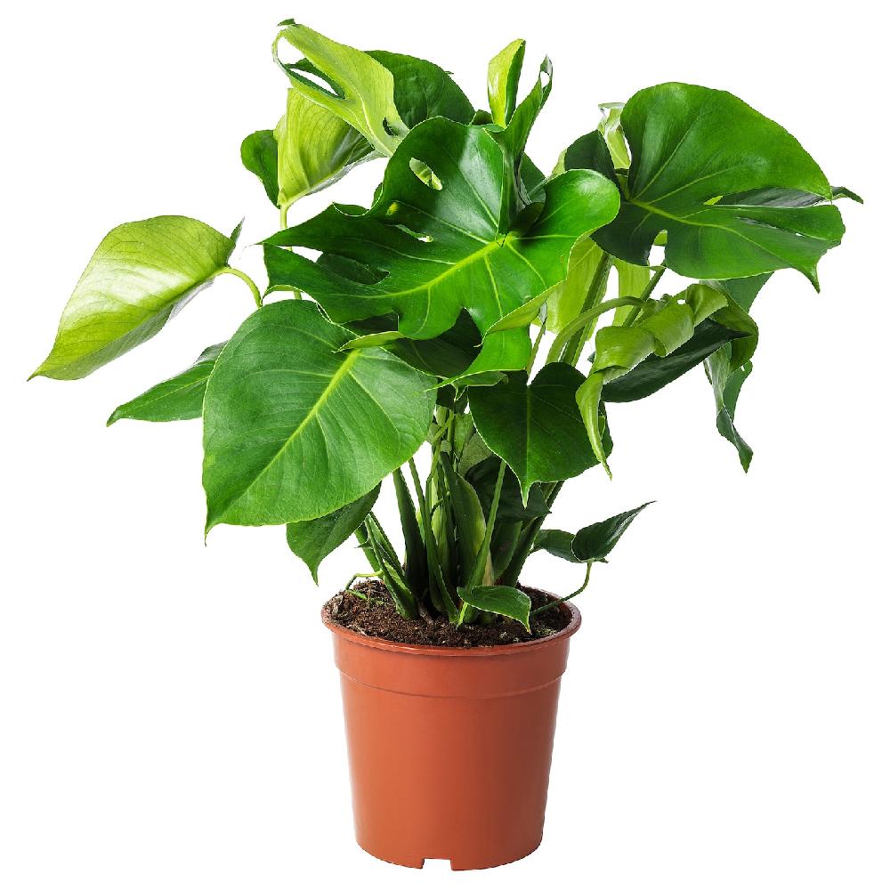 IKEA MONSTERA Pflanze Fensterblatt 21 cm