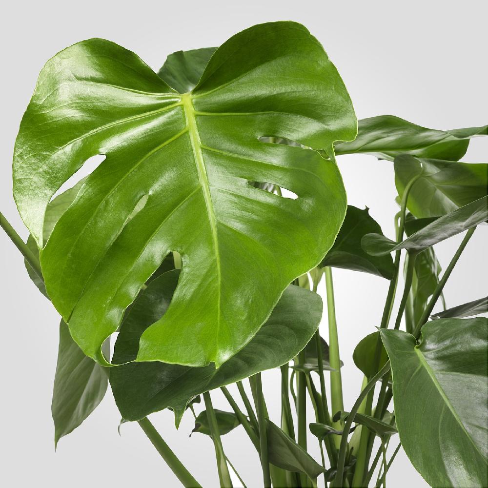 IKEA MONSTERA Pflanze Fensterblatt 21 cm Speichern exportieren