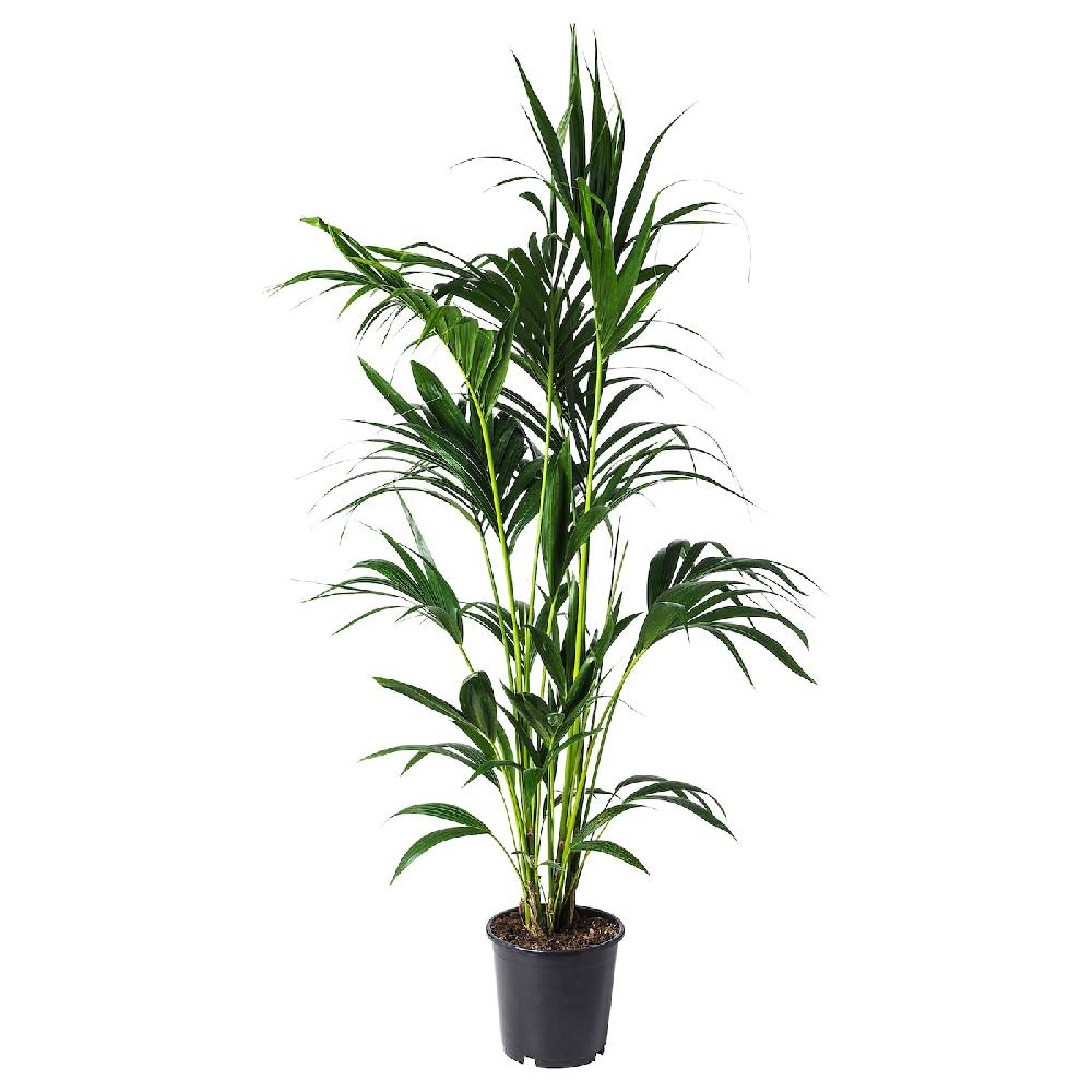IKEA HOWEA FORSTERIANA Pflanze 24 cm