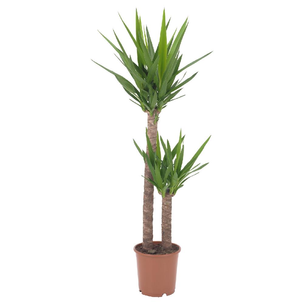 IKEA YUCCA ELEPHANTIPES Pflanze Palmlilie/2 Stämme 24 cm