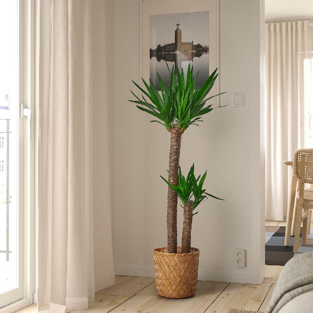 IKEA YUCCA ELEPHANTIPES Pflanze Palmlilie/2 Stämme 24 cm 50% Rabatt für begrenzte Zeit