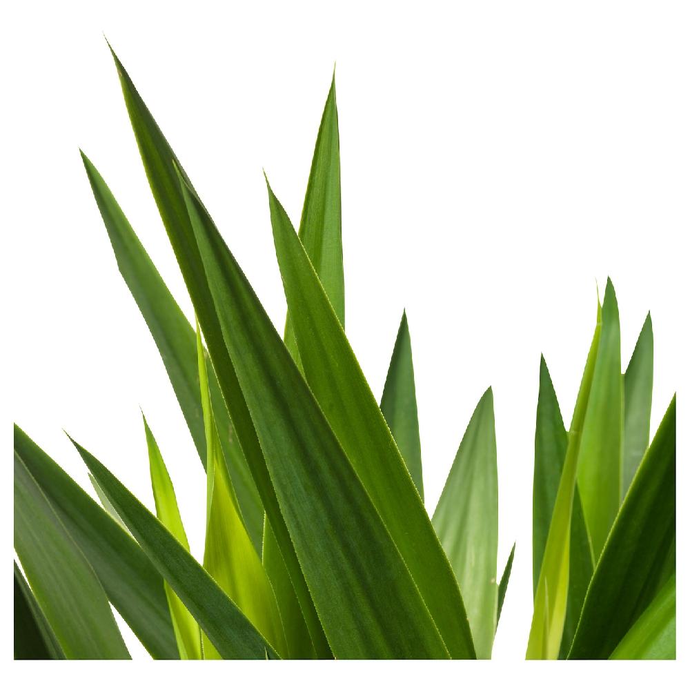 IKEA YUCCA ELEPHANTIPES Pflanze Palmlilie/2 Stämme 24 cm 50% Rabatt für begrenzte Zeit