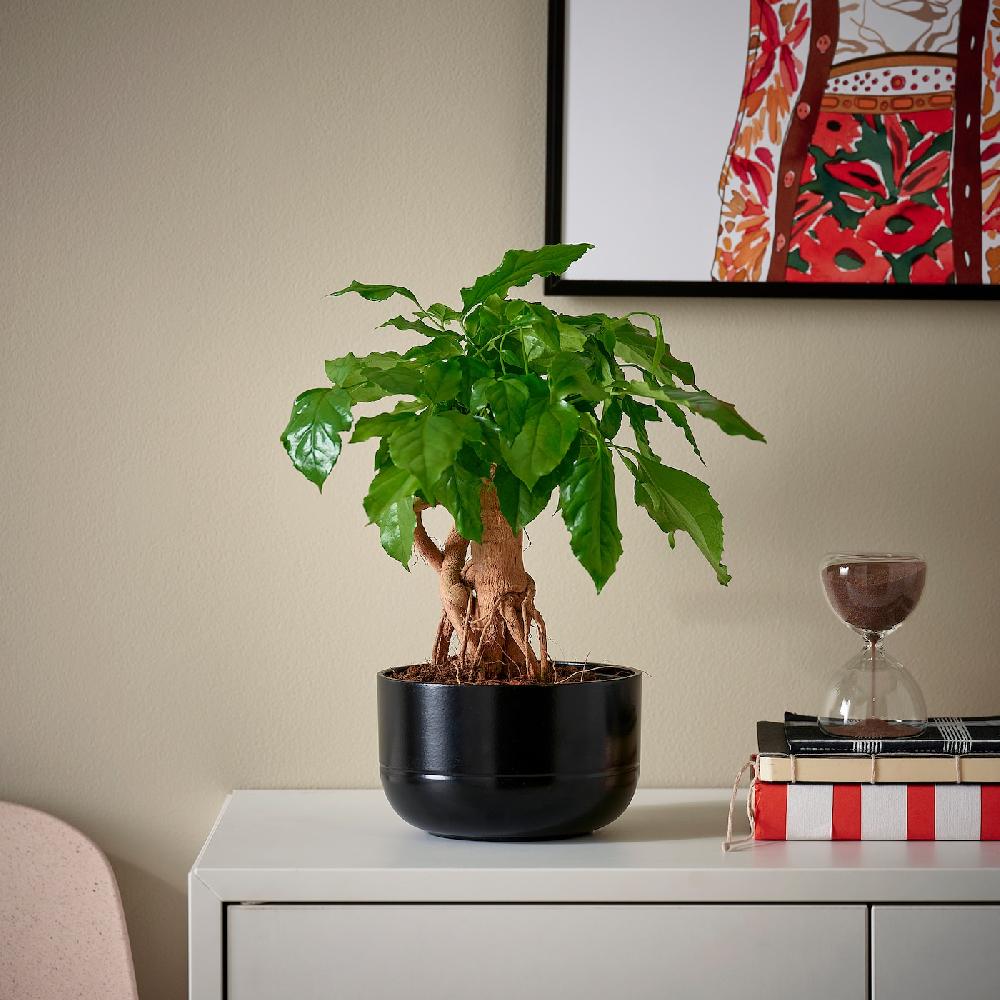 IKEA RADERMACHERA Pflanze mit Übertopf Zimmeresche/versch. Farben 14 cm Rabatte dieses Monats