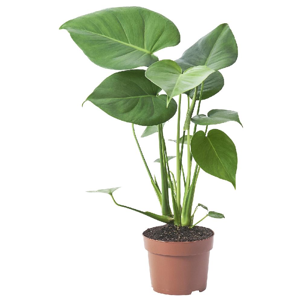 IKEA MONSTERA DELICIOSA Pflanze Fensterblatt 12 cm
