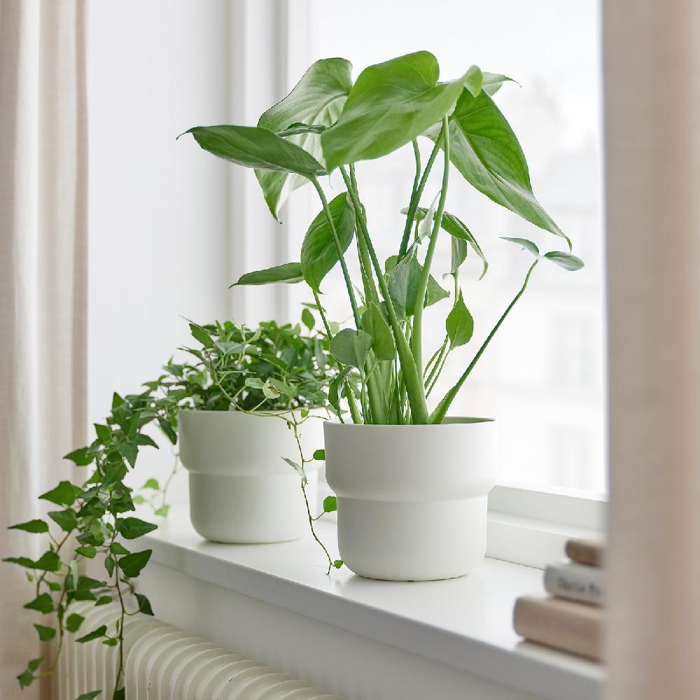 IKEA MONSTERA DELICIOSA Pflanze Fensterblatt 12 cm Online