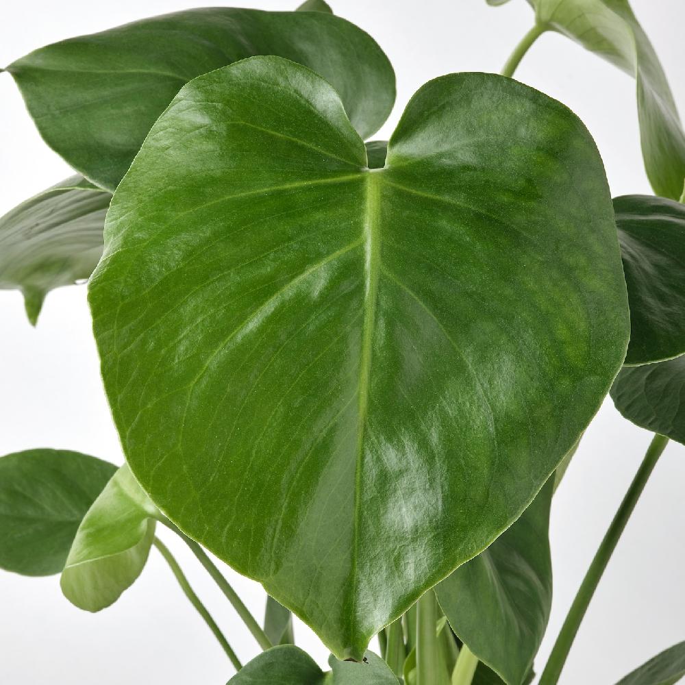 IKEA MONSTERA DELICIOSA Pflanze Fensterblatt 12 cm Online