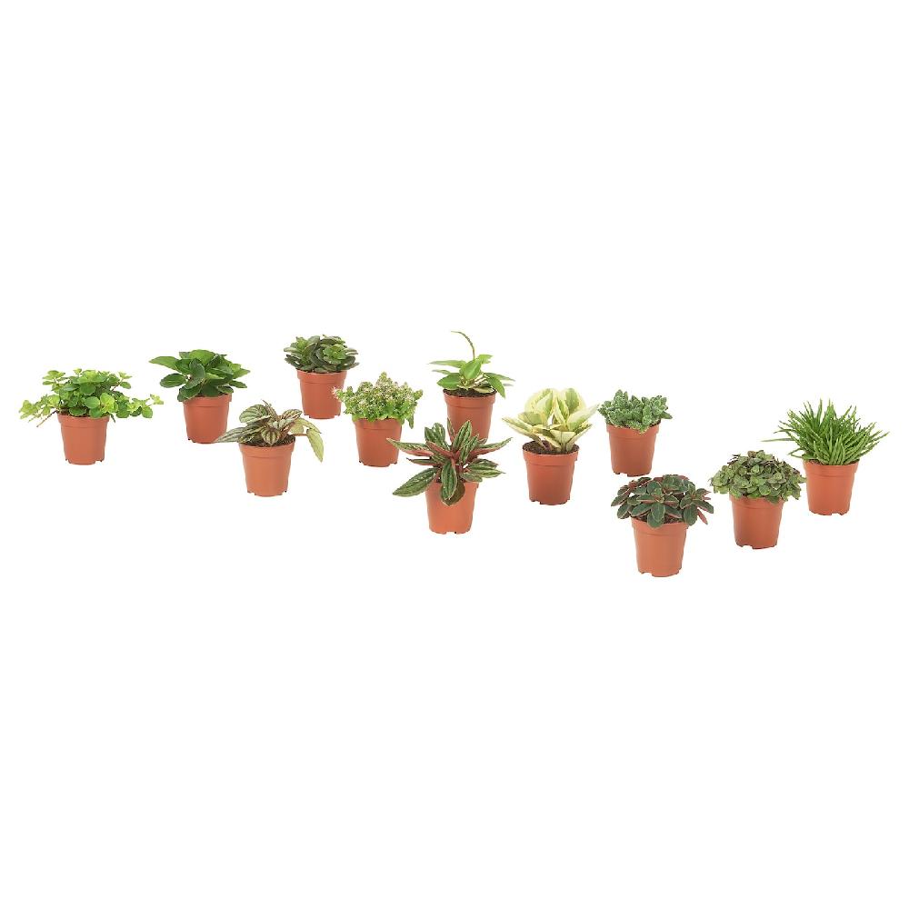 IKEA HIMALAYAMIX Pflanze versch. Arten 6 cm