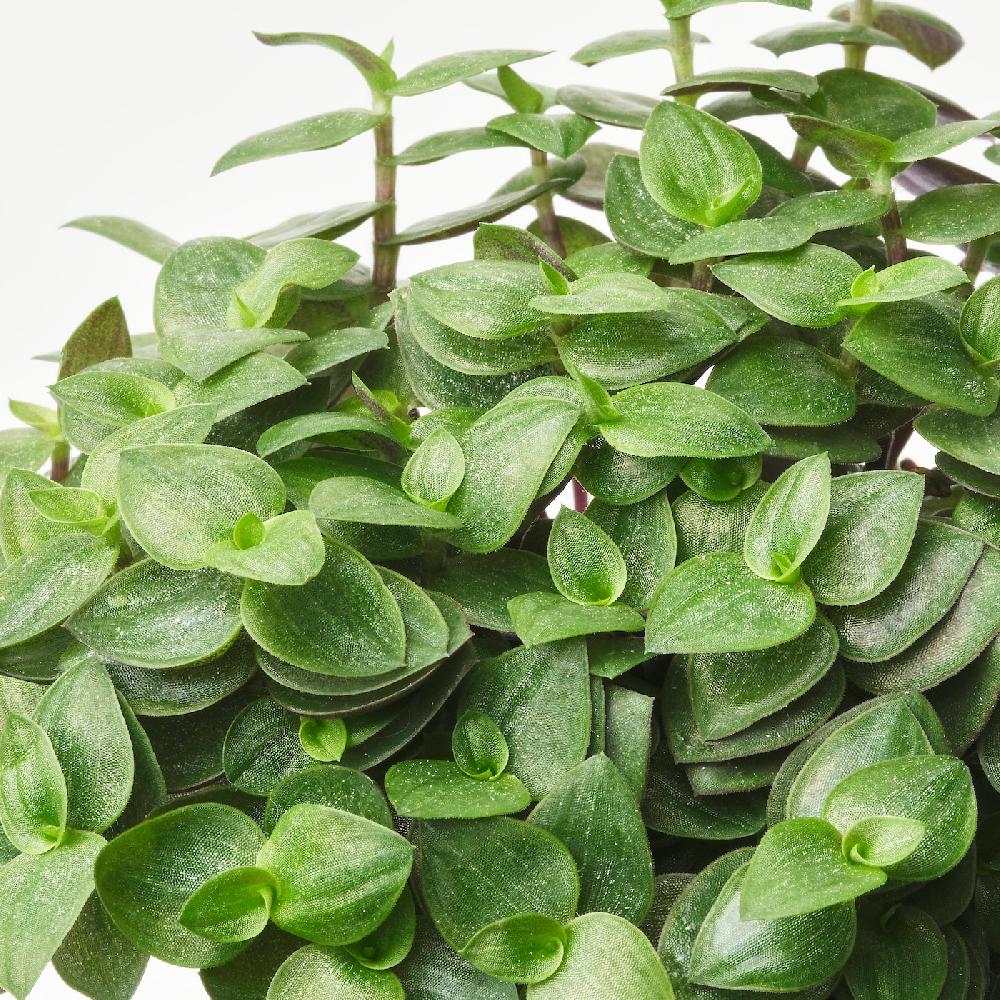 IKEA HIMALAYAMIX Pflanze versch. Arten 6 cm Outlet