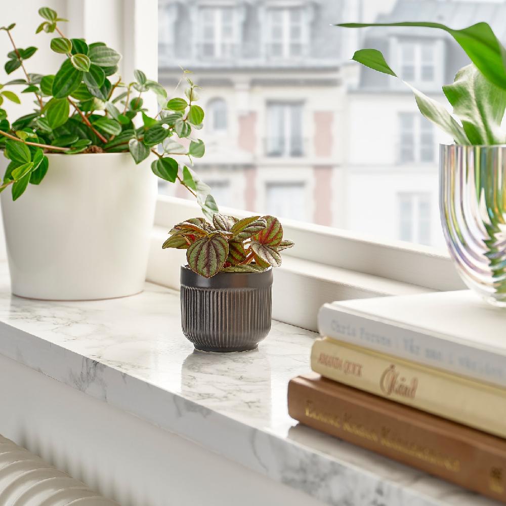 IKEA HIMALAYAMIX Pflanze versch. Arten 6 cm Outlet