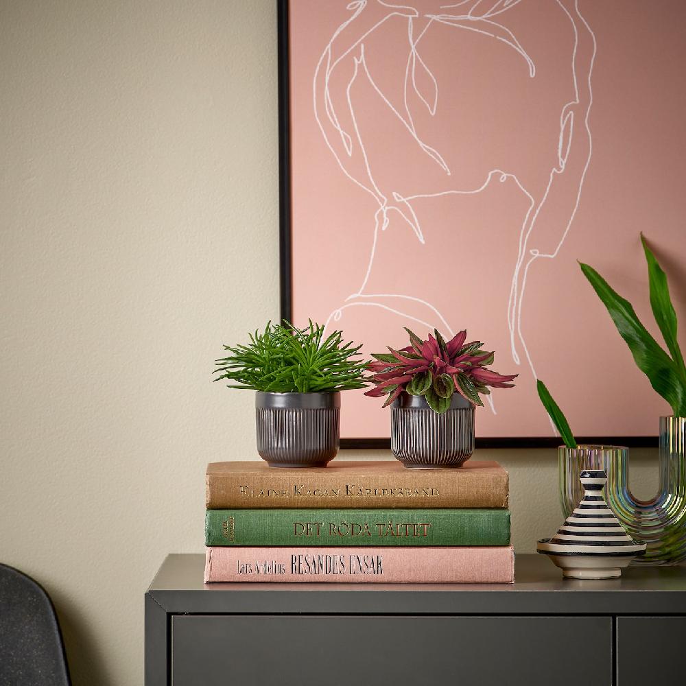 IKEA HIMALAYAMIX Pflanze versch. Arten 6 cm Outlet