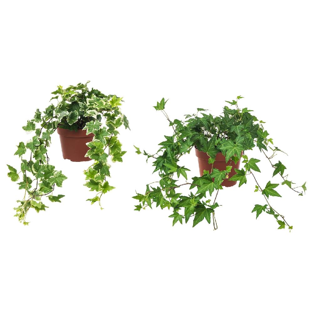 IKEA HEDERA HELIX Pflanze Efeu 13 cm