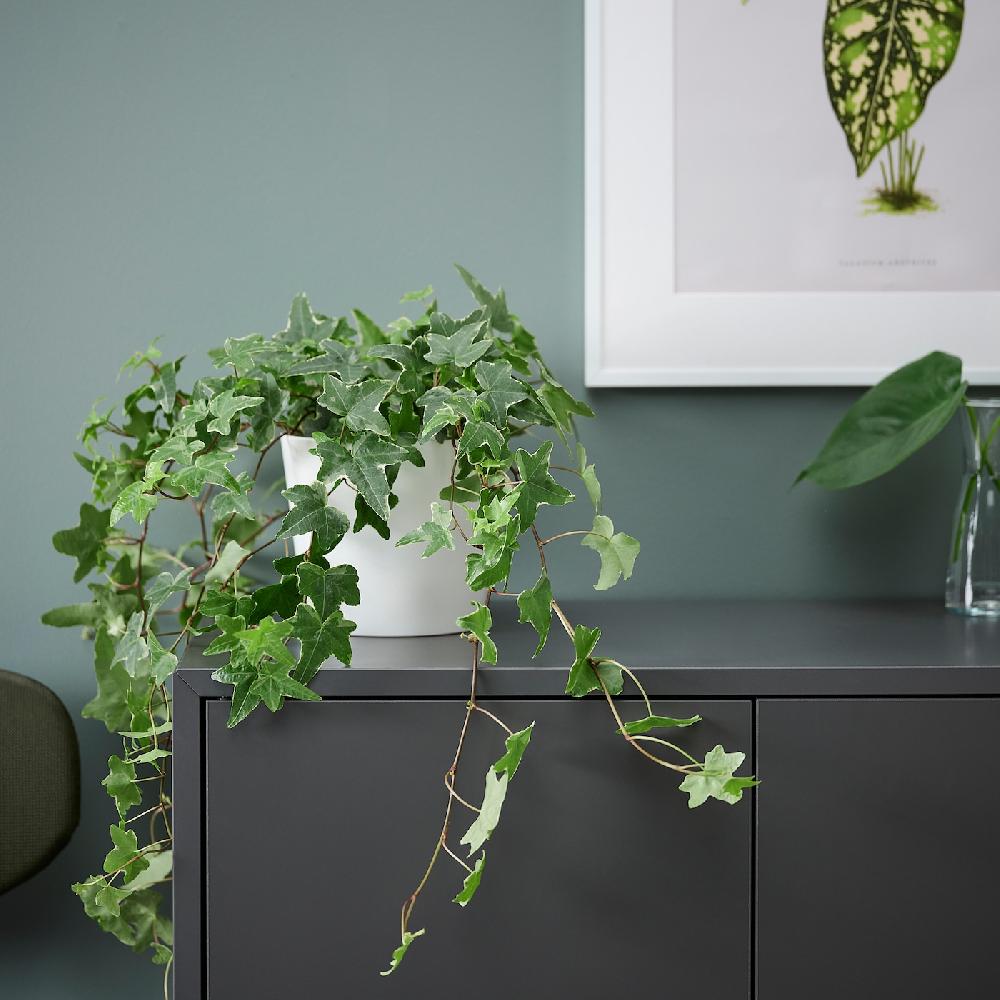 IKEA HEDERA HELIX Pflanze Efeu 13 cm Auslauf