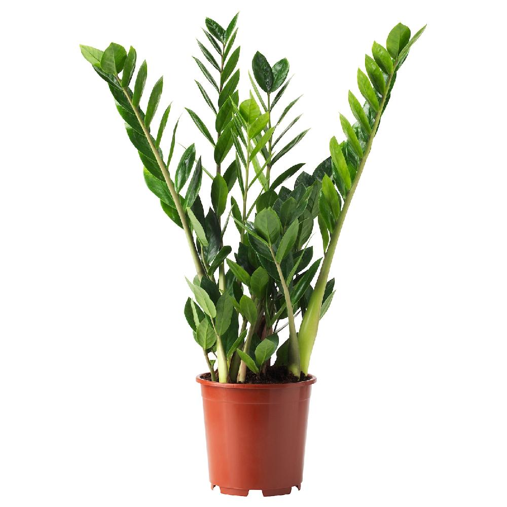 IKEA ZAMIOCULCAS Pflanze Zamioculcas 17 cm