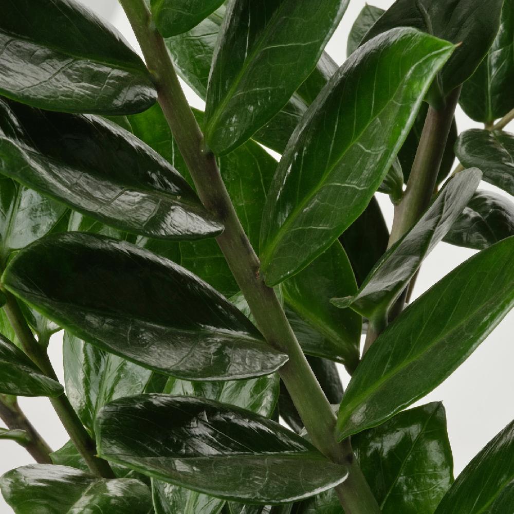 IKEA ZAMIOCULCAS Pflanze Zamioculcas 17 cm Verkauf