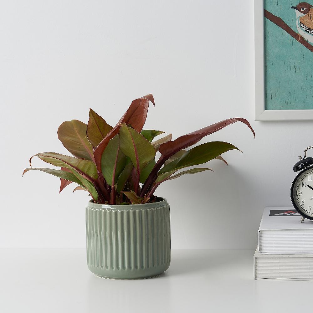 IKEA STILREN Übertopf dunkeltürkis 12 cm Blitzverkäufe